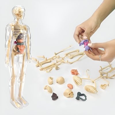 Modelo de anatomia humana - 16 órgãos e ossos removíveis | FLESHTOPIA